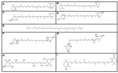 Fungal and Bacterial Pigments: Secondary Metabolites with Wide Applications